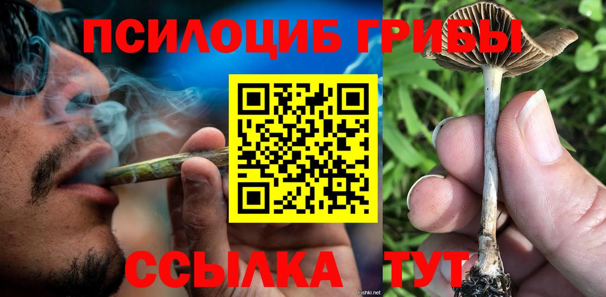 Псилоцибиновые грибы прущие грибы  где найти   Галлюциногенные грибы Cubensis  Гусев 